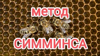 пчеловодный метод Симминса