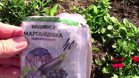 Гортензии.  Подкисление почвы.  Подкормка марганцовкой. Органикс Микс