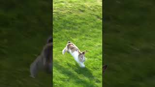 Rabbit jumping, amazing #shorts #rabbit #jumping