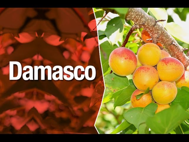 Damasco fruta fresca com sementes e folhas com fundo branco