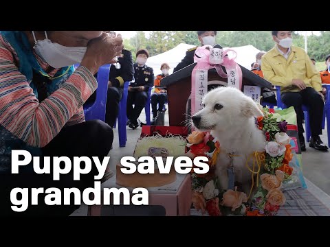 Video: Teenaged Olympian pomáha Južný kórejský záchranný pes nájsť nový domov