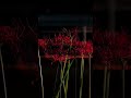 陰謀論　#ボカロ曲 #カバー曲 #歌うま #music #恋愛 #失恋ソング #歌ってみた