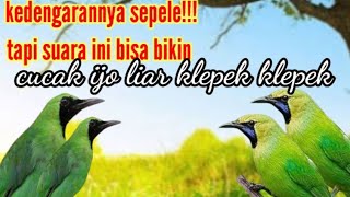 SUARA PIKAT CUCAK IJO RIBUT kombinasi KOLIBRI RIBUT