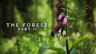 The Forest Part II - Cinematic Shortfilm - Sony Alpha 7 III