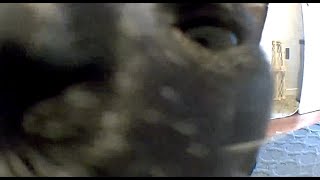 He Was a Good Camera  | Eaten By Feisty Feline