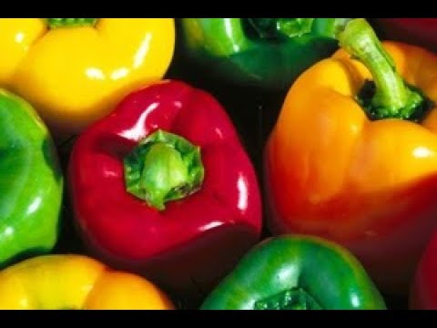 КРУПНОПЛОДНЫЕ И ТОЛСТОСТЕННЫЕ ПЕРЦЫ НОВОГО СЕЗОНА