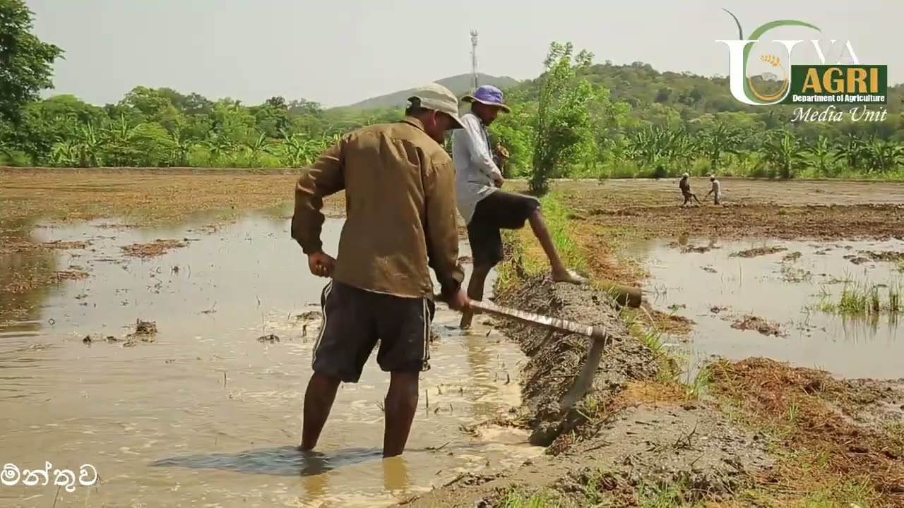 ඔක්කම්පිටිය රජයේ බීජ ගොවිපලේ බිත්තර වී නිෂ්පාදනය