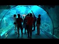 Dubai Mall Aquarium and Underwater Zoo 2018