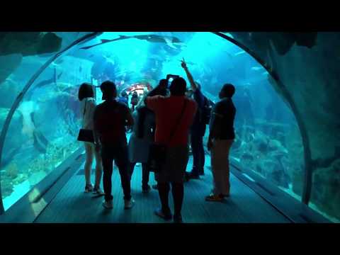 Dubai Mall Aquarium and Underwater Zoo 2018