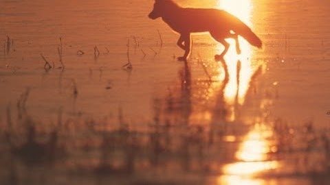 映画『キタキツネ物語【３５周年リニューアル版】』予告編