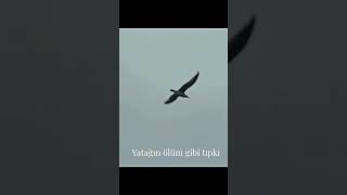 Sen Giderken - Sancak & Rapozof Resimi