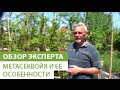 Метасеквойя и ее особенности. Условия для хорошего выращивания метасеквойи.