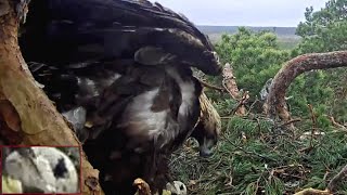 Kaljukotkas Golden Eagle~🐣 Big crack in EGG ! Kalju brings prey~6:55 am 2024/04/25