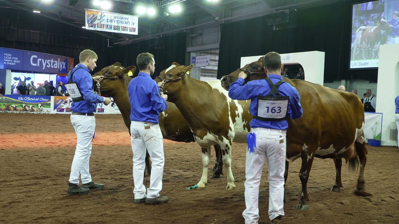 Ayrshire Breeders Group of 3.Troutbeck Ayrshires P & J Mattinson.UK Dairy Day 2021.4K Video