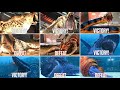 ALL CENOZOIC & ALL AQUATIC VICTORY & DEFEAT SCENE. Mosasaurus Gen 2 | Jurassic World The Game