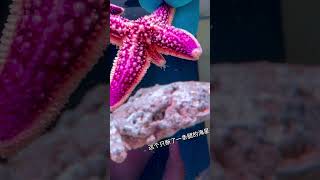 海星断了的腿终于长回来了 #动物世界 #海星 #海星断腿再生