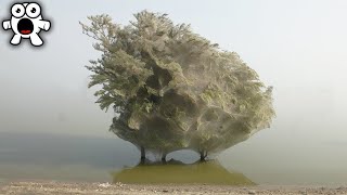 Why You'd Run Away From This Ghostly Infested Tree Why You'd Run Away From This Ghostly Infested Tree