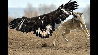 Wolf Owns The Eagle