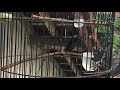 Suara Burung Konin Isian Love Bird Dan Cililin Mp3 - Mp4 Download