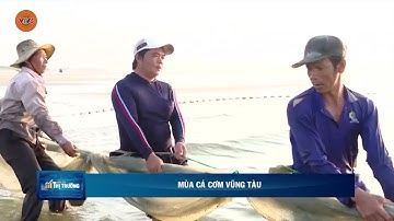 MÙA CÁ CƠM VŨNG TÀU | VTV5