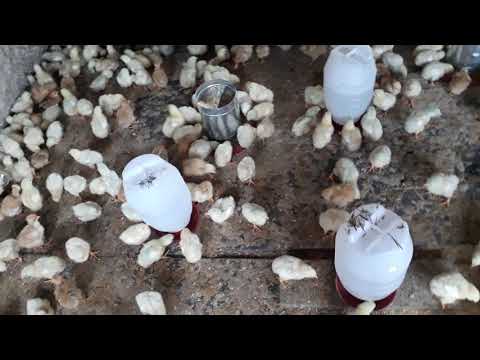 Vídeo: Como Criar Frangos