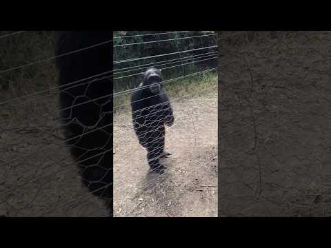 Chimp Walking Erect
