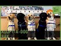 The Bar Where You Can Adopt A Dog // 60 Second Docs