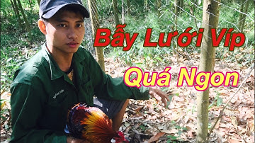 Cách Giăng Lưới Bẫy Gà Rừng-Cận Cảnh Gà Rừng Dính Lưới Không Lối Thoát