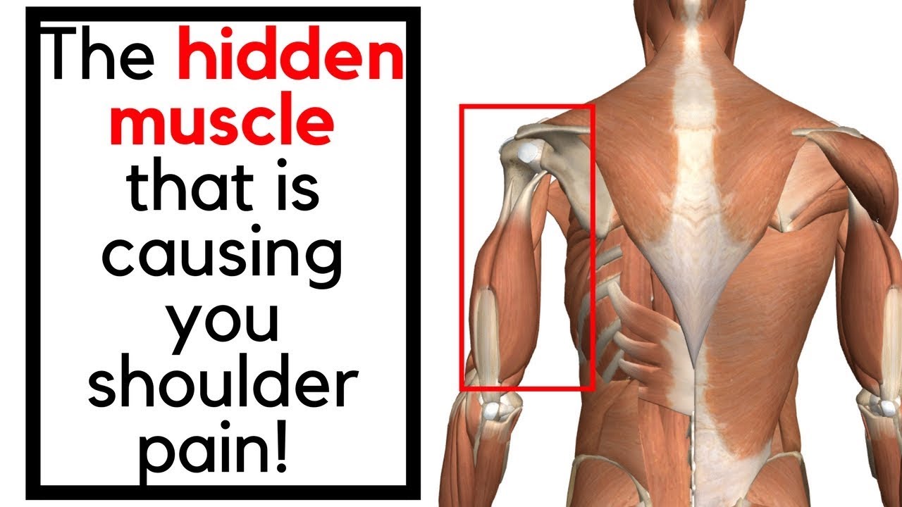 The Benefits of Training Your Shoulder and Triceps Together: Efficient Muscle Development