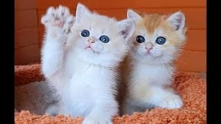 lovely and awesome cats picture