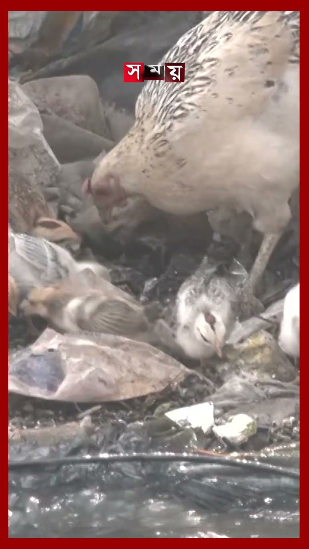 খাল নিয়ে দীর্ঘ দুর্দশা, ব্লু নেটওয়ার্ক দেখাচ্ছে আশার আলো #canal #rizwanahasan #shorts #somoytv