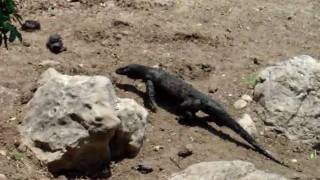 Komodo dragon walking, Rinca island, Indonesia