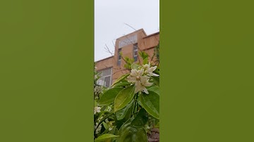 أَلَمْ تَرَ أَنَّ اللَّهَ أَنزَلَ مِن السَّمَاءِ مَاءً فَسَلكَهُ يَنَابِيعَ#ياسر_الدوسري #سورة_الزمر