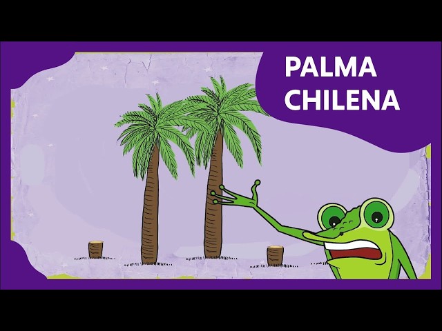 Palma Chilena - Planeta Darwin - Video en lengua de señas chilena