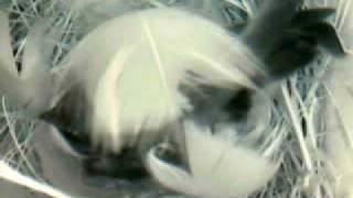 MNSA Tree Swallow-Cam: 5 eggs 05 24 09