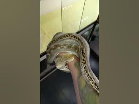 Pied Reticulated Python Bite 🐍 #Ctto #creditstotheowner #danongtv #fyp ...