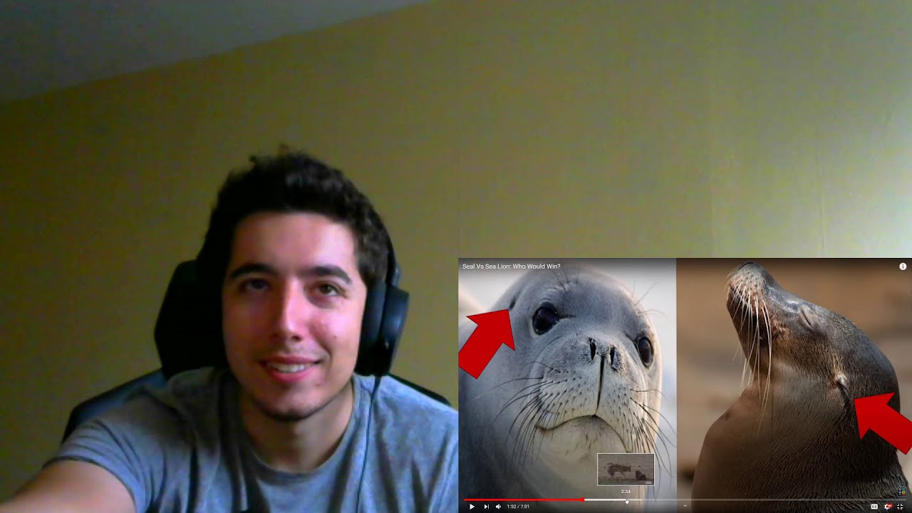 Seal Vs Sea Lion Who Would Win By TierZoo Reaction YouTube