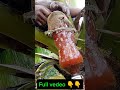 Successful coconut toddy making  nativewine coconuttoddy coconutwine