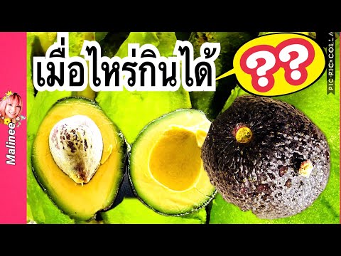 วีดีโอ: เอาผลอะโวคาโดออก - ฉันควรหั่นอะโวคาโดของฉันอย่างไรและเมื่อไหร่