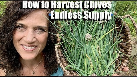 How to Harvest & Store Chives for Endless Supply 🌱