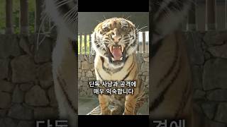 호랑이 vs 사자 실제 승자는 ?