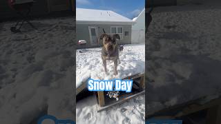 American Bully Enjoying In The Snow