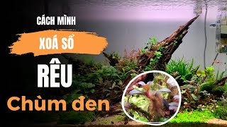 Diệt rêu chùm đen trong hồ thủy sinh