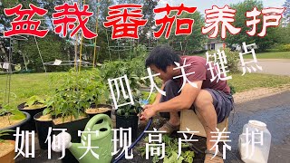 【渔耕笔记】种番茄 | 定生型西红柿盆栽养护四大关键点 大桶 阳台 种番茄