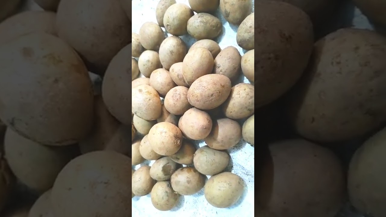 our farm fresh sapota fruits/chikoo 