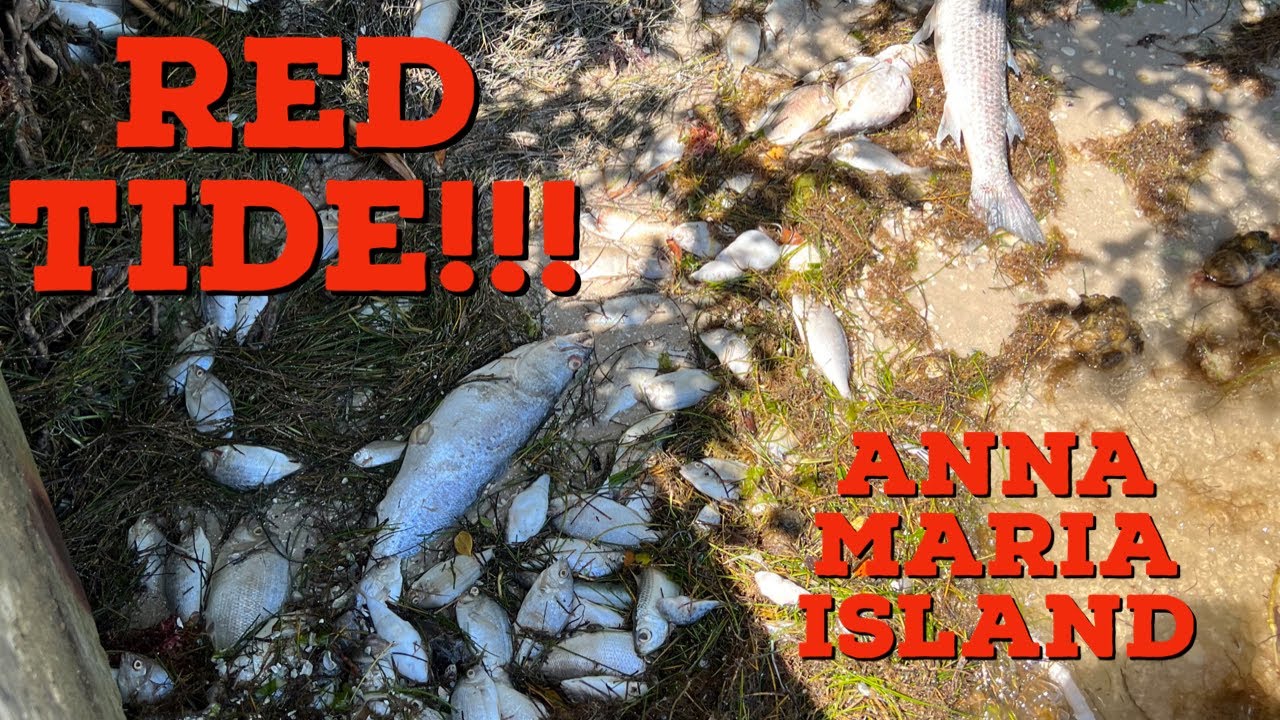 RED TIDE! ANNA MARIA ISLAND! 3/6/23 fish fishing redtide wildlife 