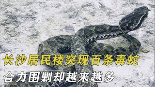 長沙居民樓突現百條毒蛇，合力圍剿卻越來越多，揭開石板大吃一驚 by 阿呆杂烩说 70 views 4 months ago 4 minutes, 34 seconds