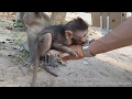 Life of monkeys Ep146, heather eating lotus fruit, baby monkey try to ea...