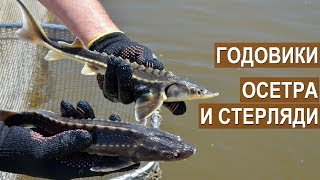 Годовики осетра и стерляди. Садковая ферма Синеморцо. Осетровый бизнес