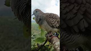 Download Lagu Suara Burung Perkutut Untuk Pancingan Supaya Bunyi MP3 Download Lagu Suara Burung Perkutut Untuk Pancingan Supaya Bunyi MP3